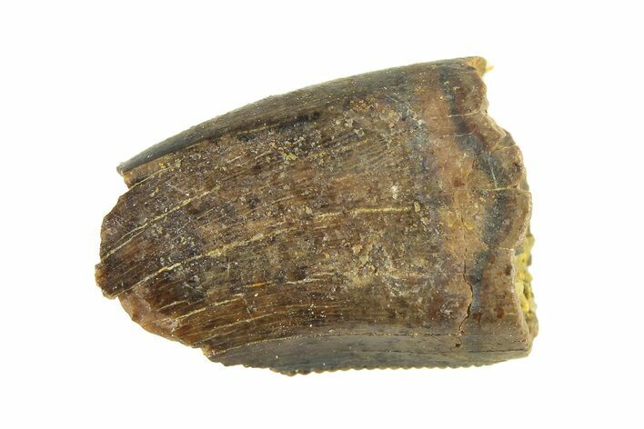 Partial Fossil Tyrannosaur (Nanotyrannus) Tooth - Montana #338727